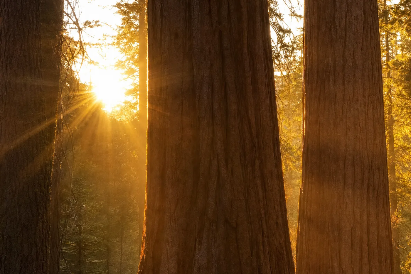 Tiefstehende Sonne leuchtet zwischen den mächtigen Stämmen hoher Mammutbäume hindurch